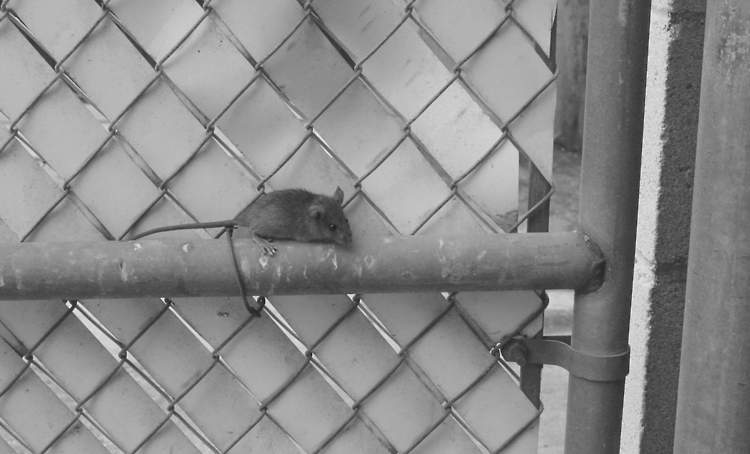 Rat Control in Warrenton, VA with ExtermPRO · ExtermPRO